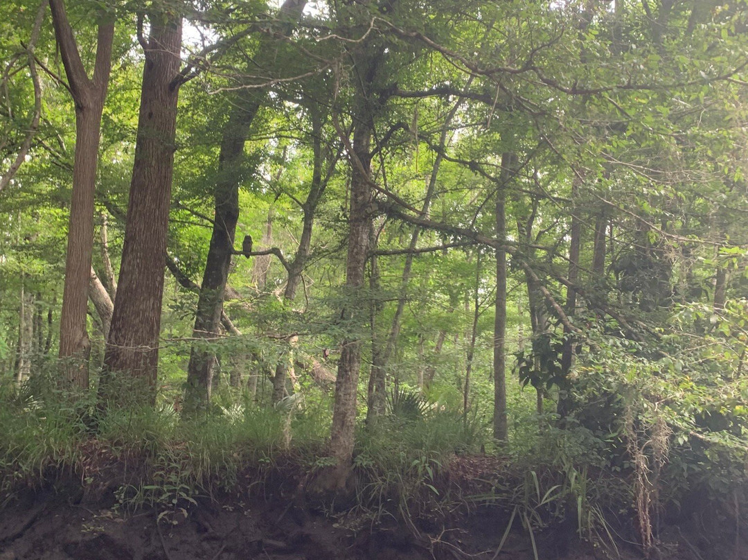 Amelia Island Kayak Excursions-费尔南迪纳岛必去景点
