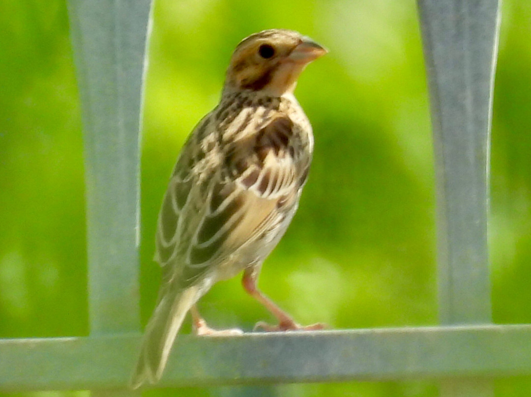 Greece Bird Tours-Marathon必去景点