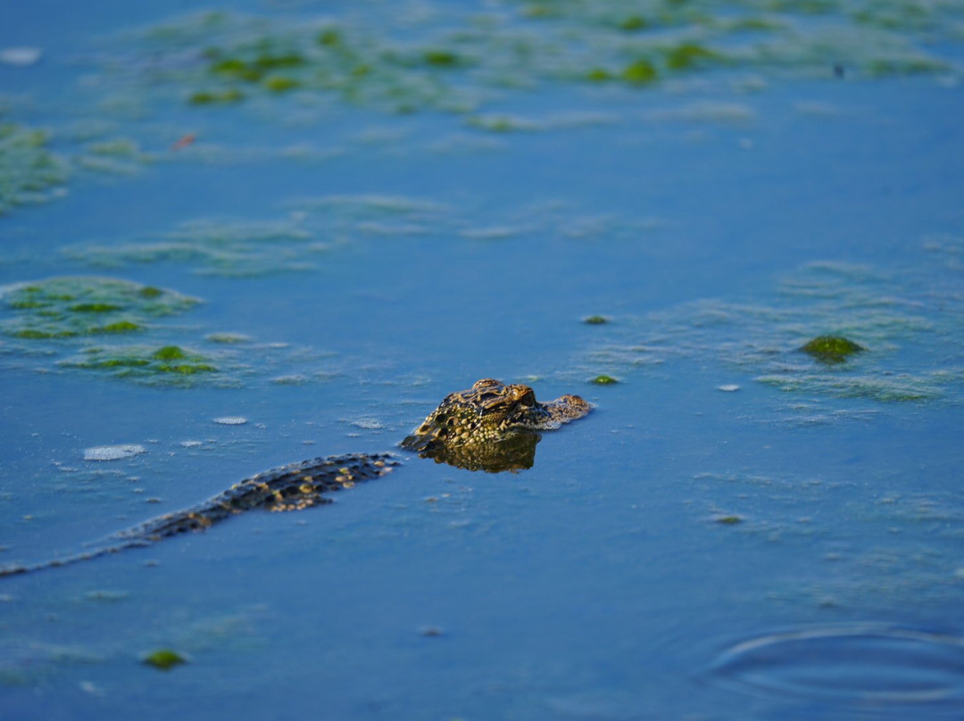 Airboat and Gator Charters-De Leon Springs必去景点