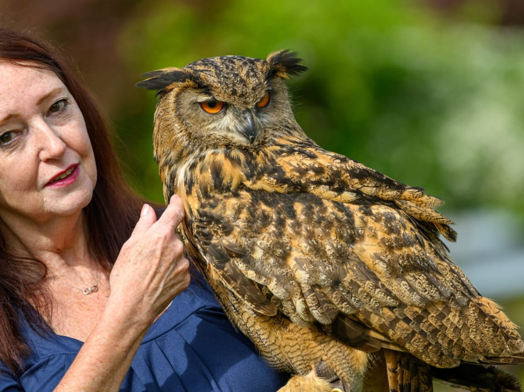 Falconry Experience Wales-Newtown必去景点
