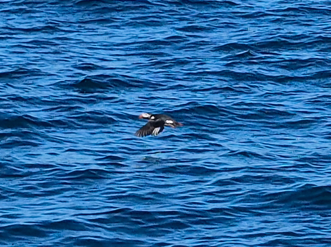 Bird Island Boat Tour-Big Bras d'Or必去景点