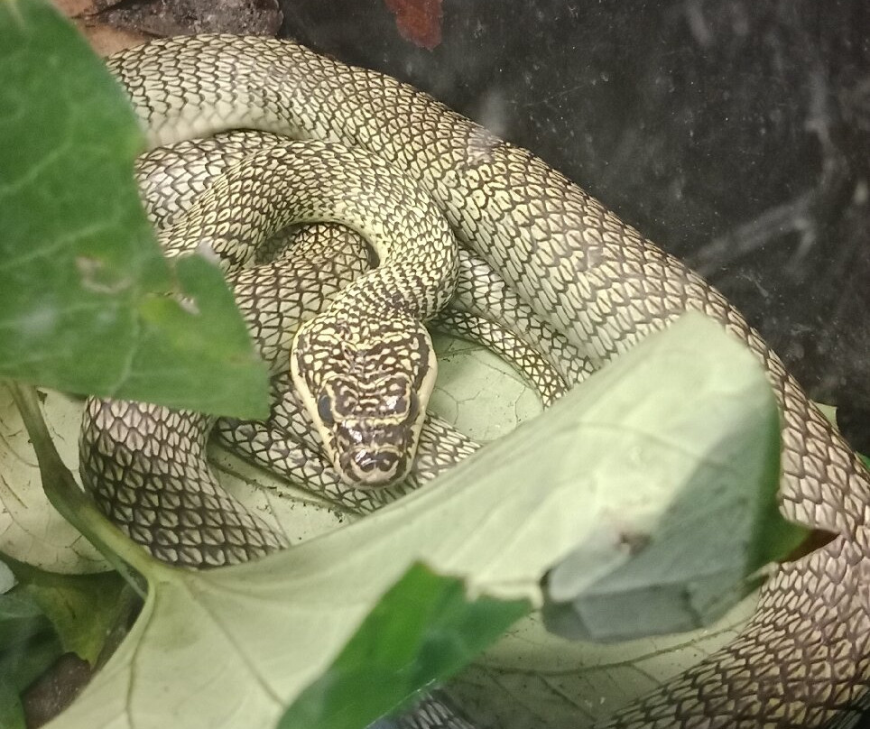 Angkor Wildlife & Aquarium-暹粒必去景点