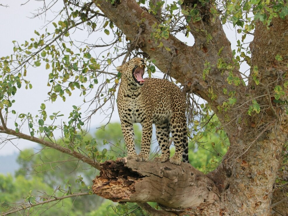 塞伦盖蒂国家公园旅游景点-Serengeti National Park