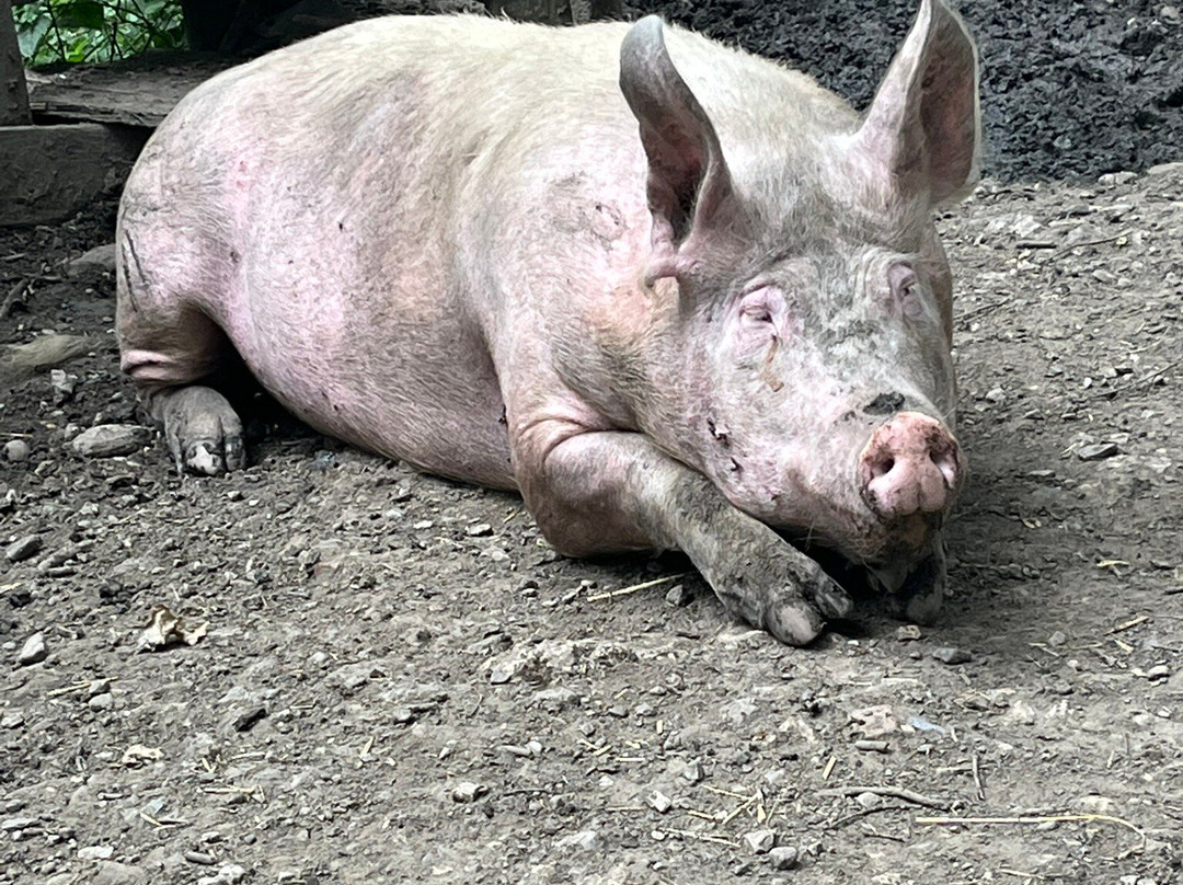 Pigs In The Wood-Huddersfield必去景点