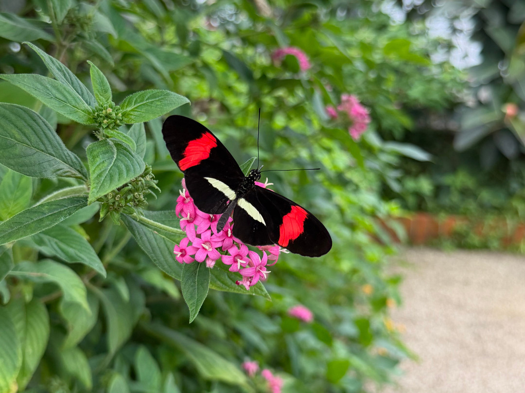 Wye Valley Butterfly Zoo-瓦伊河畔罗斯必去景点