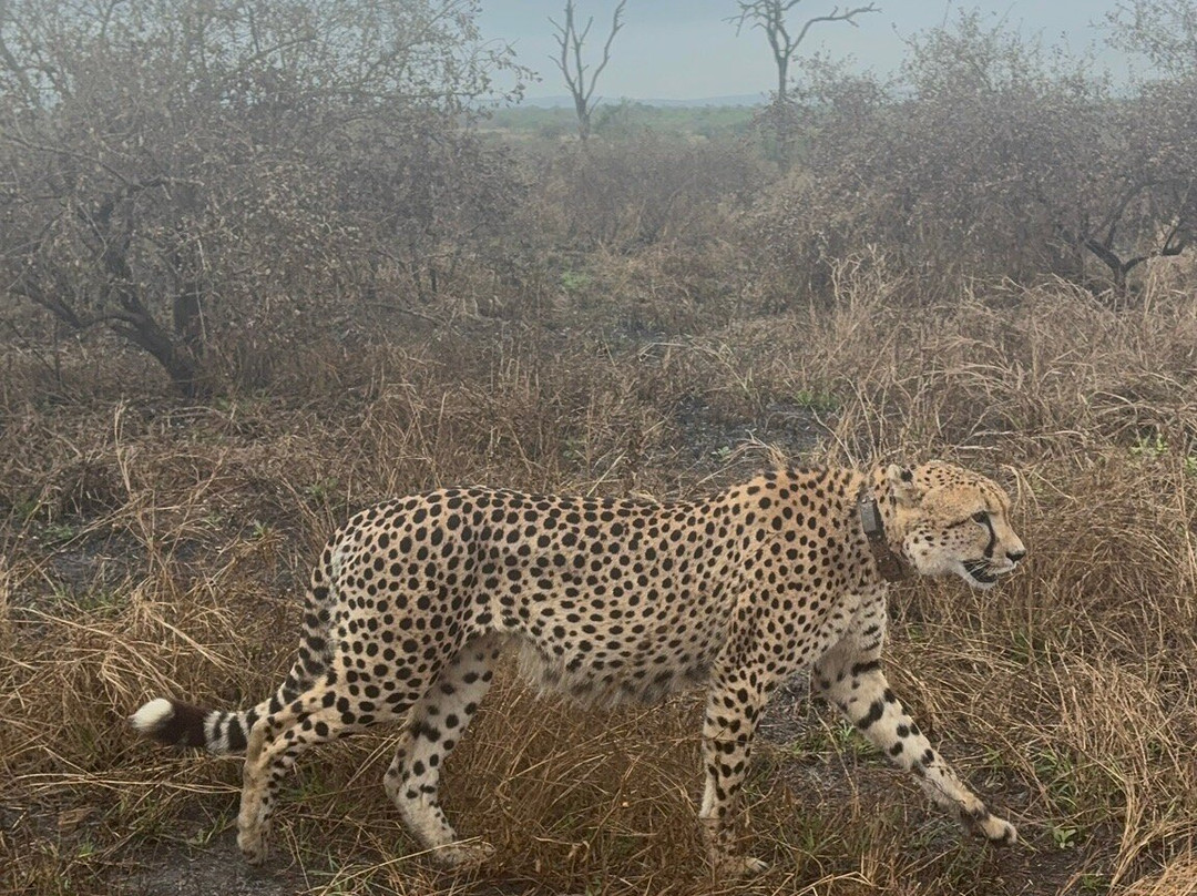 Kruger National Park-尼斯普鲁特必去景点