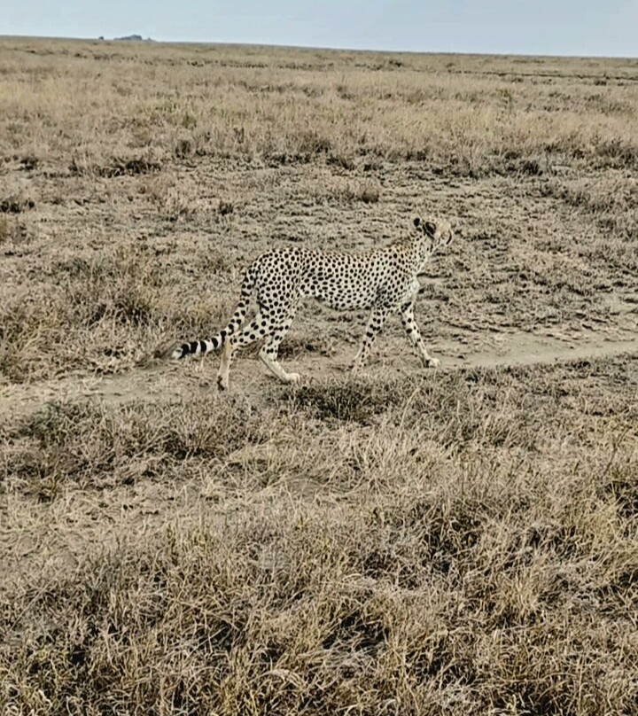Zara Tanzania Adventures-莫西必去景点