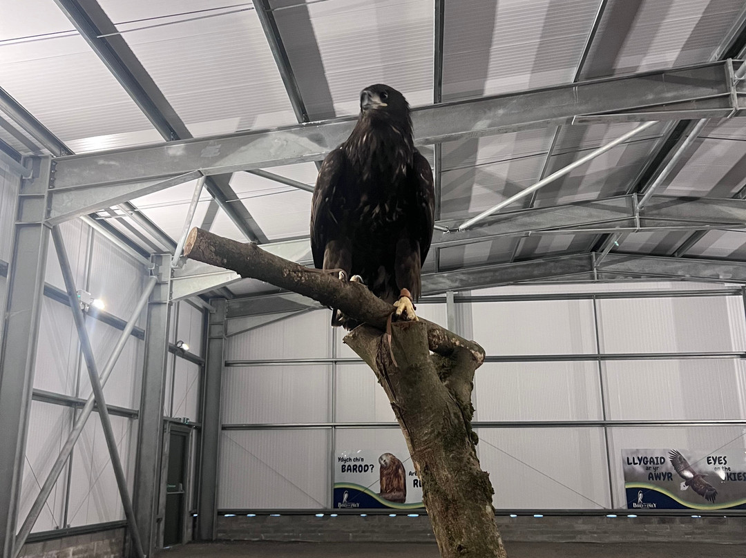 The British Bird of Prey Centre-喀麦登必去景点