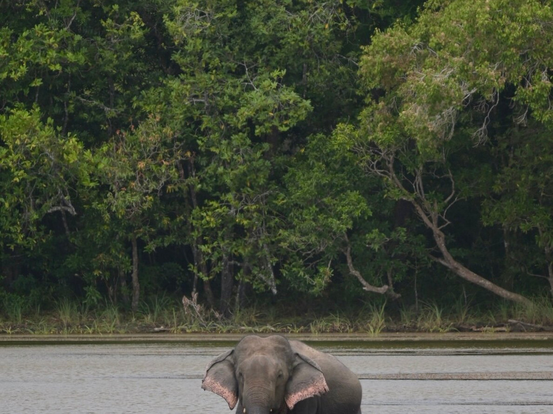 Wilpattu Safari Jeep-Wilpattu National Park必去景点