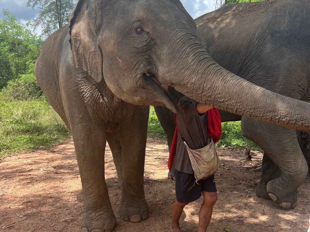 The Lake Phuket Elephant Home-Thep Krasatti必去景点