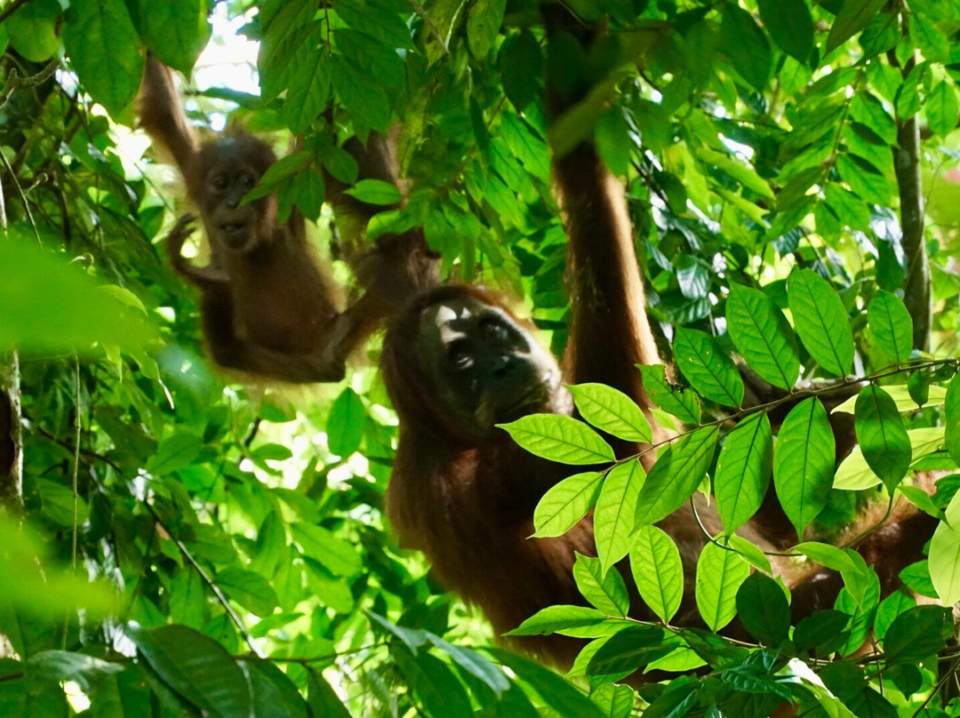 Jhony Jungle Trekking-Ketambe必去景点