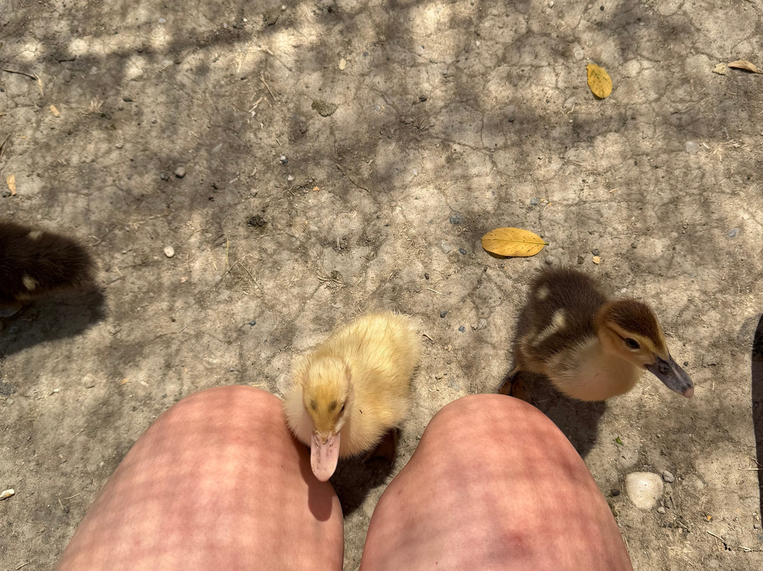 Farma of Rhodes Petting Zoo-Theologos必去景点