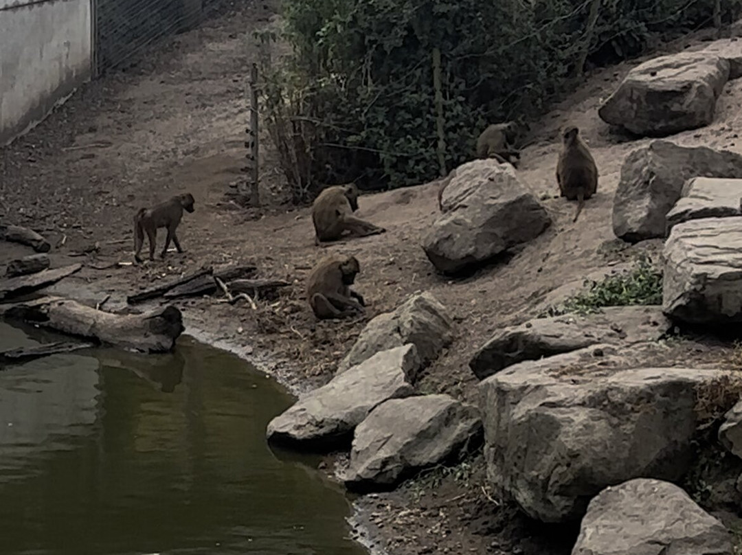 Yorkshire Wildlife Park-Auckley必去景点