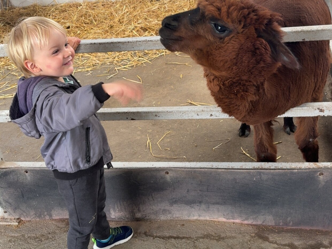 The Ark Open Farm-Newtownards必去景点