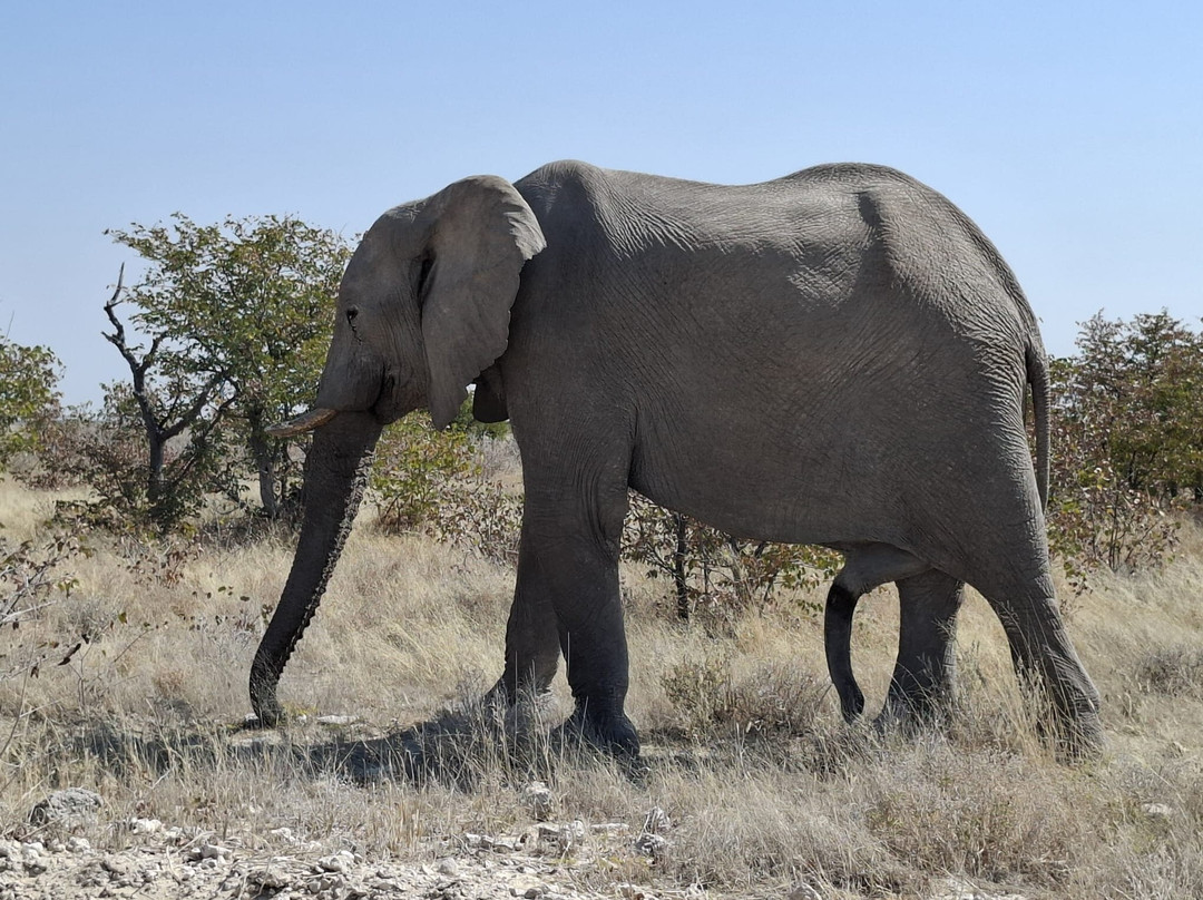 Born in Etosha Self-Drive Private Tours-Okaukuejo必去景点
