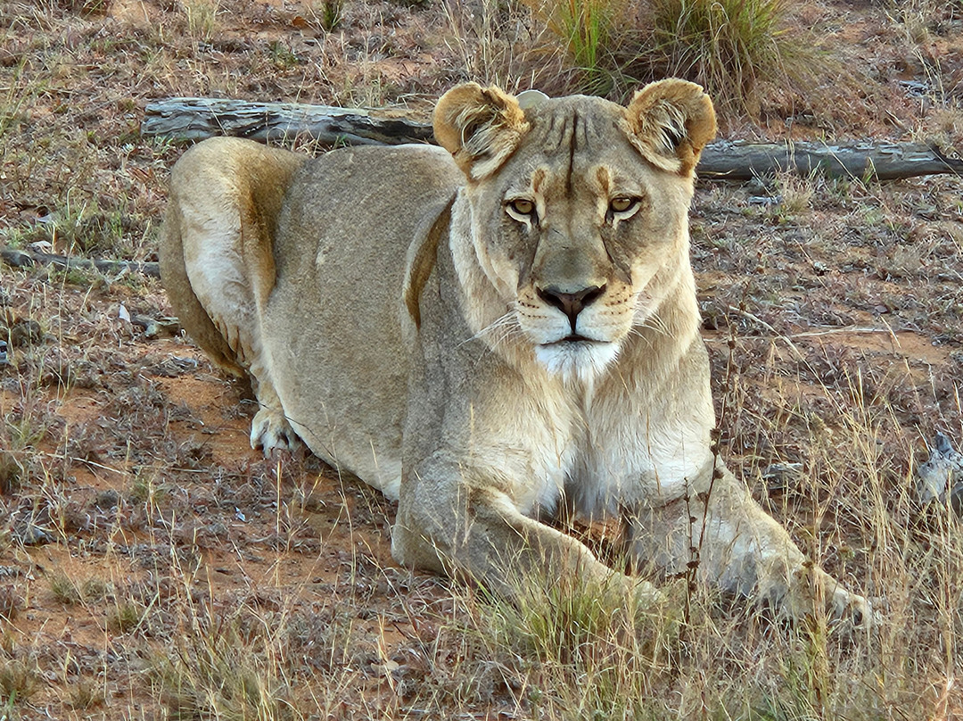 Rhino Africa Safaris-开普敦中心区必去景点
