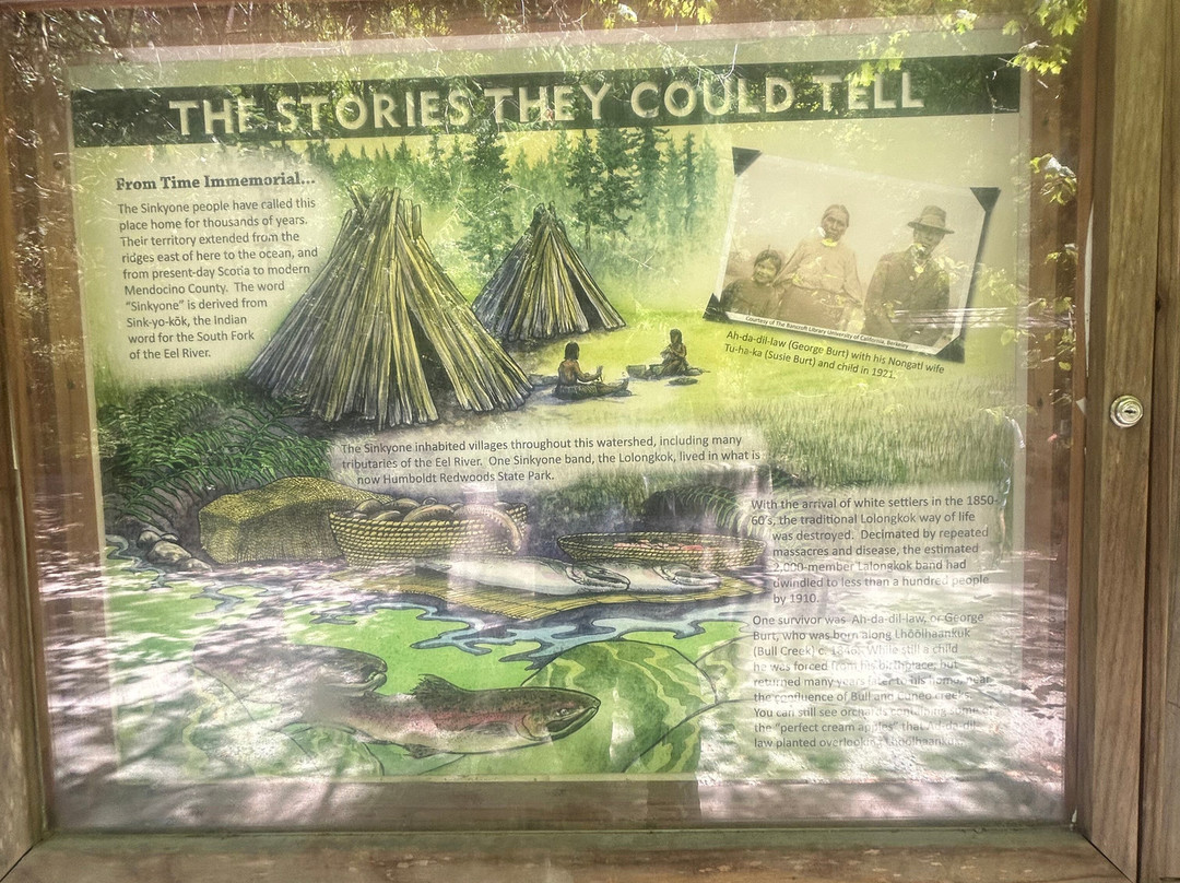 Avenue of the Giants-洪堡县必去景点