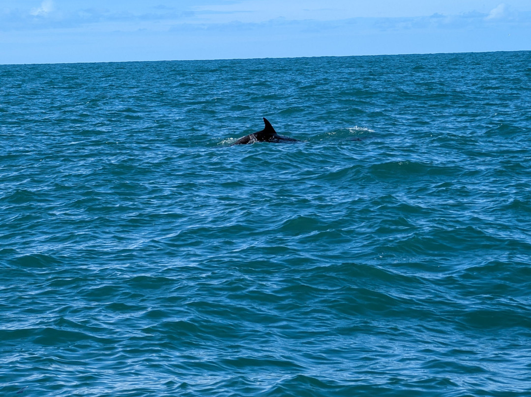 Dolphin Survey Boat Trips-纽基必去景点