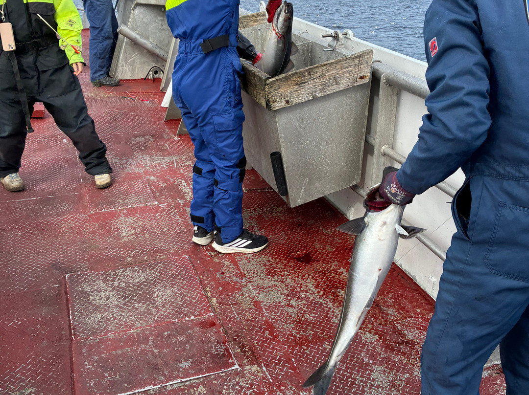 REEL Fishing And RIB Safaries-雷讷必去景点