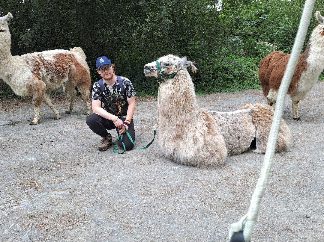 Pembrokeshire Llama Sanctuary-Llandissilio必去景点