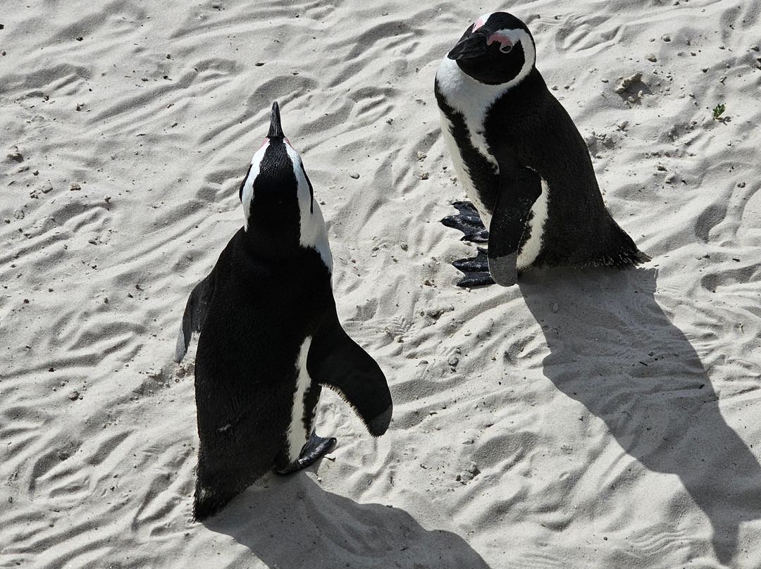 Boulders Beach Penguin Colony-西门镇必去景点
