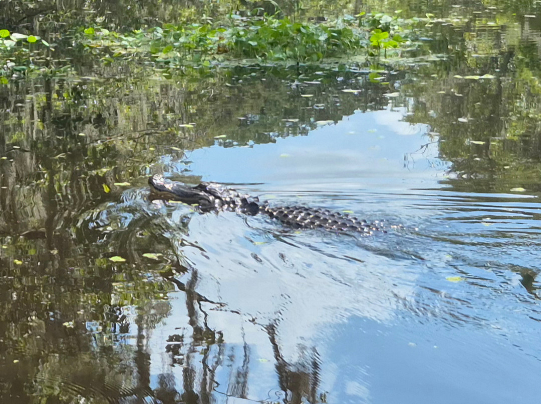 Tom and Jerry's Airboat Tours-Lake Panasoffkee必去景点