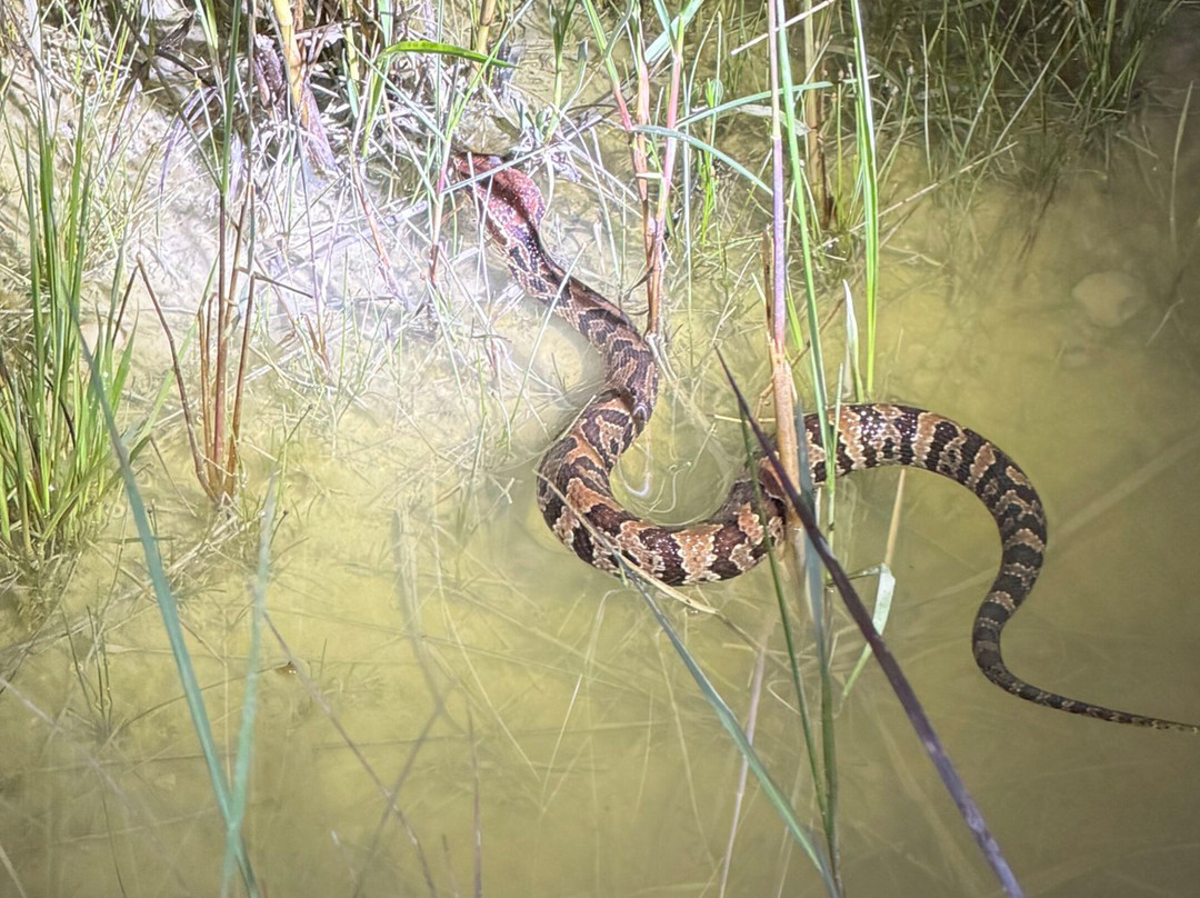 Tour The Glades - Private Wildlife Tours-大沼泽地必去景点