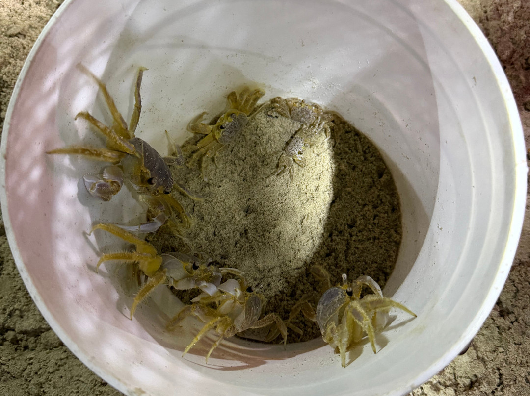Ghost Crab Quest-Kitty Hawk必去景点