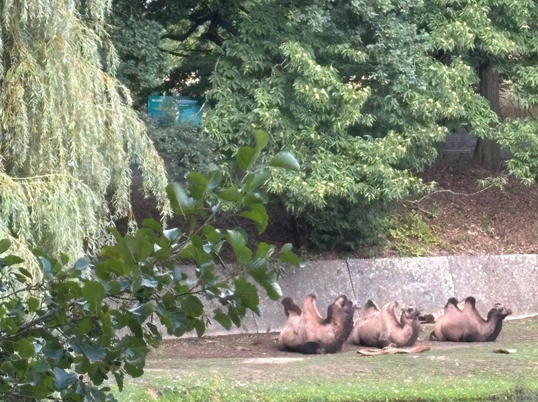 Zoopark Chomutov-霍穆托夫必去景点