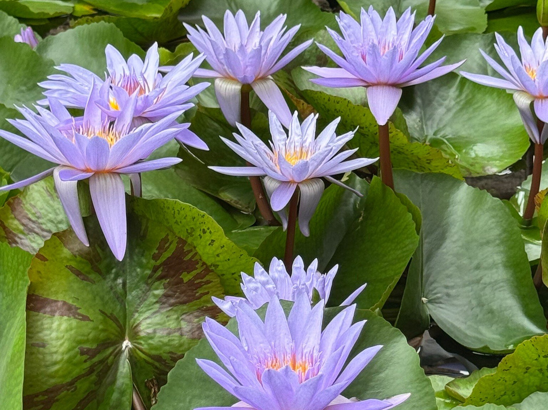 Greater Des Moines Botanical Garden-得梅因必去景点