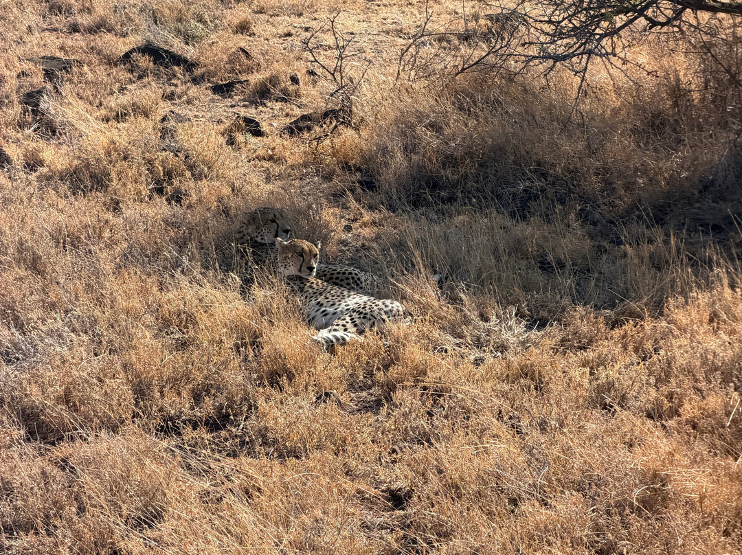 Lewa Wildlife Conservancy-Isiolo必去景点