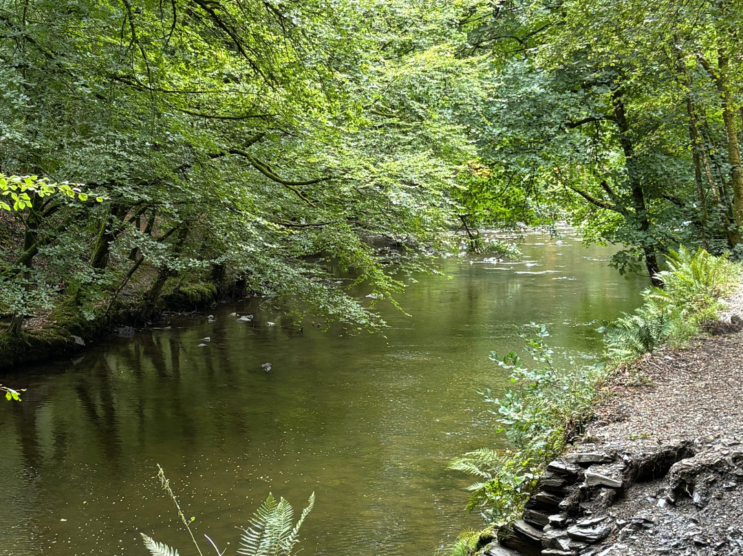Plymbridge Woods-普利茅斯必去景点