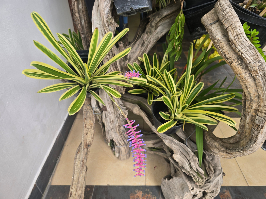 Ecuagenera - Orchids from Ecuador-昆卡必去景点