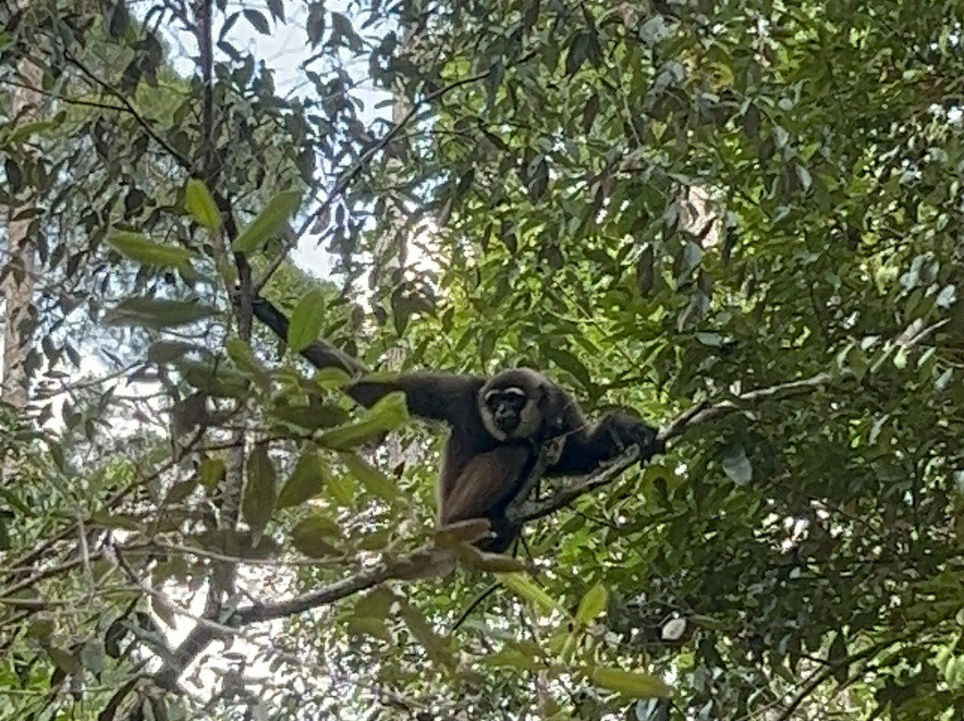 Guia En Borneo-Pangkalan Bun必去景点