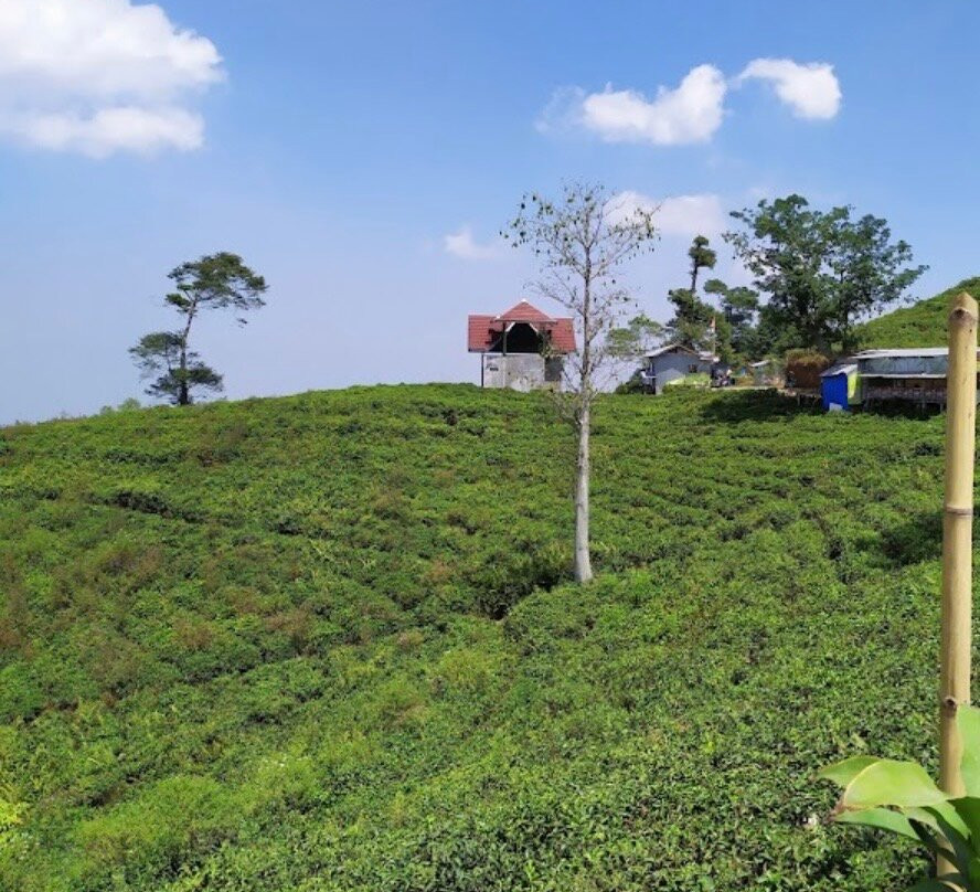 Kemuning Tea Plantation-Tawangmangu必去景点