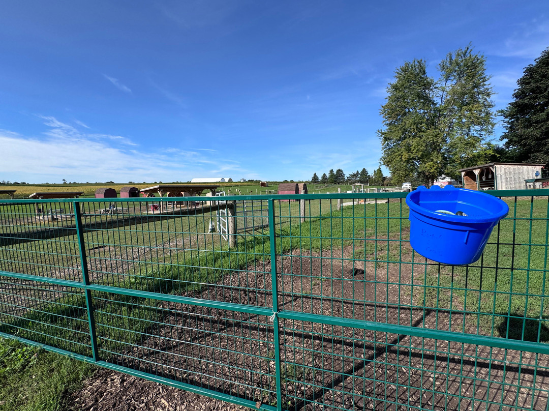 Udderly Ridiculous Farm Life-Blandford-Blenheim必去景点