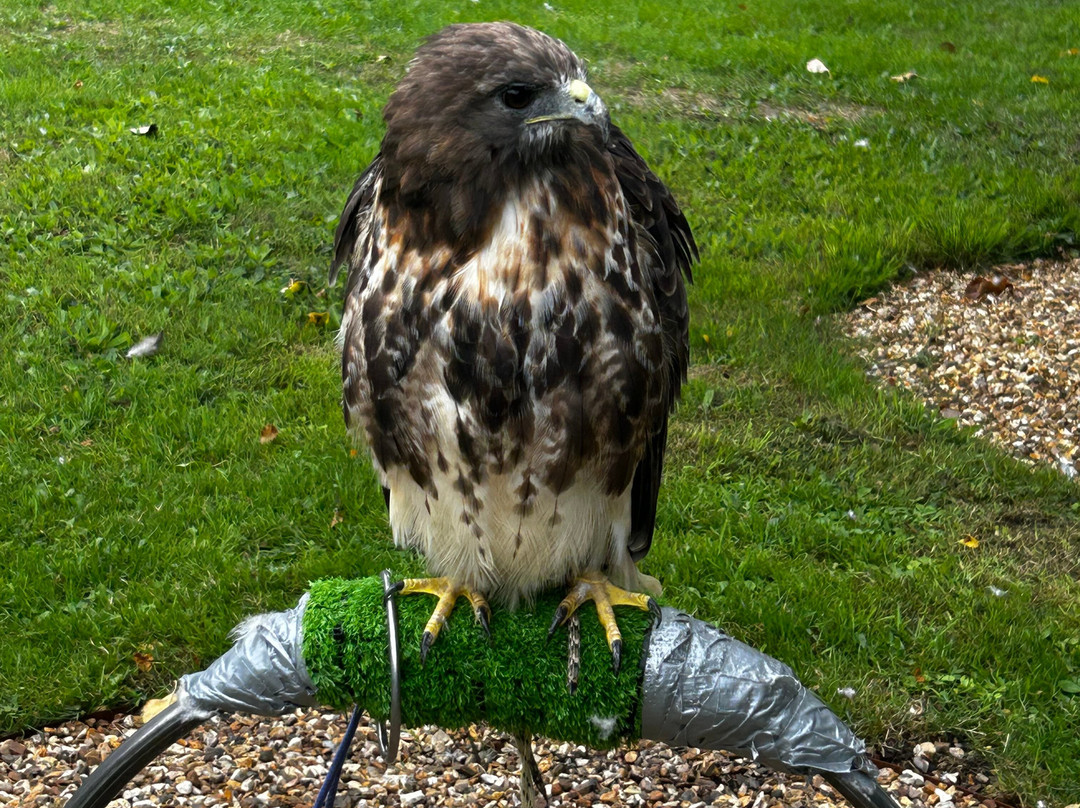 West Sussex Falconry-Compton必去景点