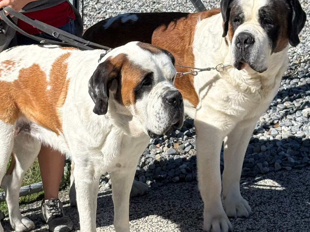 Barryland - Musée et chiens du St-Bernard-马蒂尼必去景点
