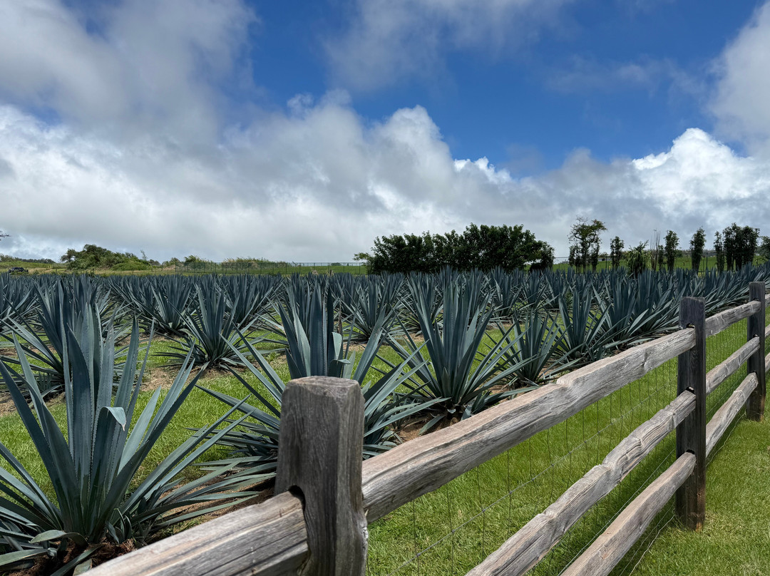 Waikulu Distillery-马卡瓦必去景点