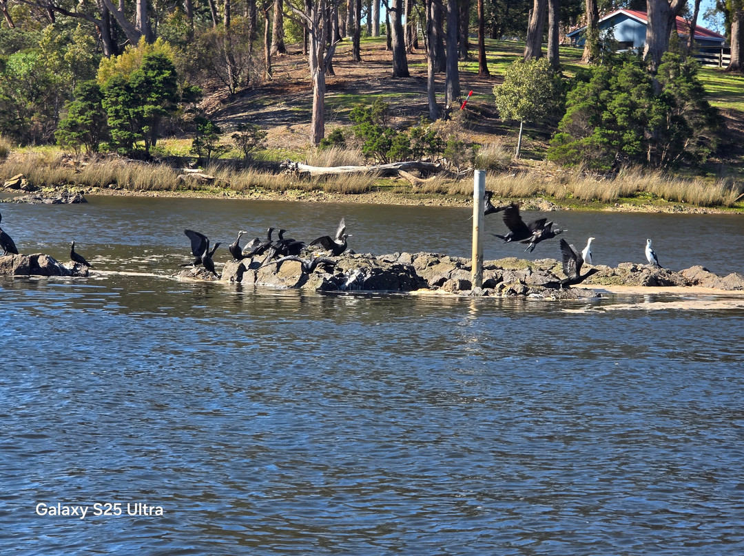 Leven River Cruises-Ulverstone必去景点