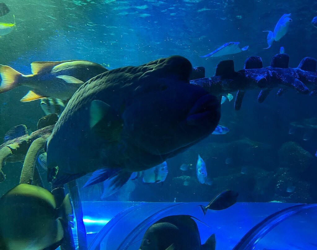 SEA LIFE Hunstanton-Hunstanton必去景点