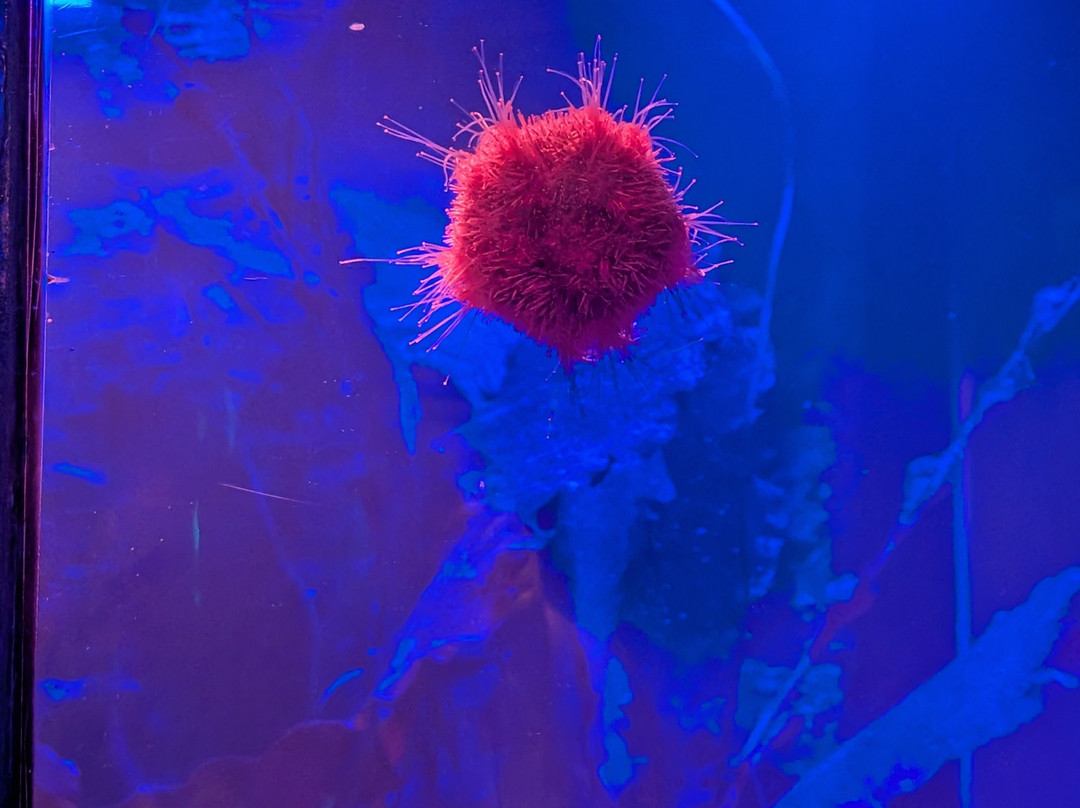 Sea Life Scarborough-斯卡伯勒必去景点