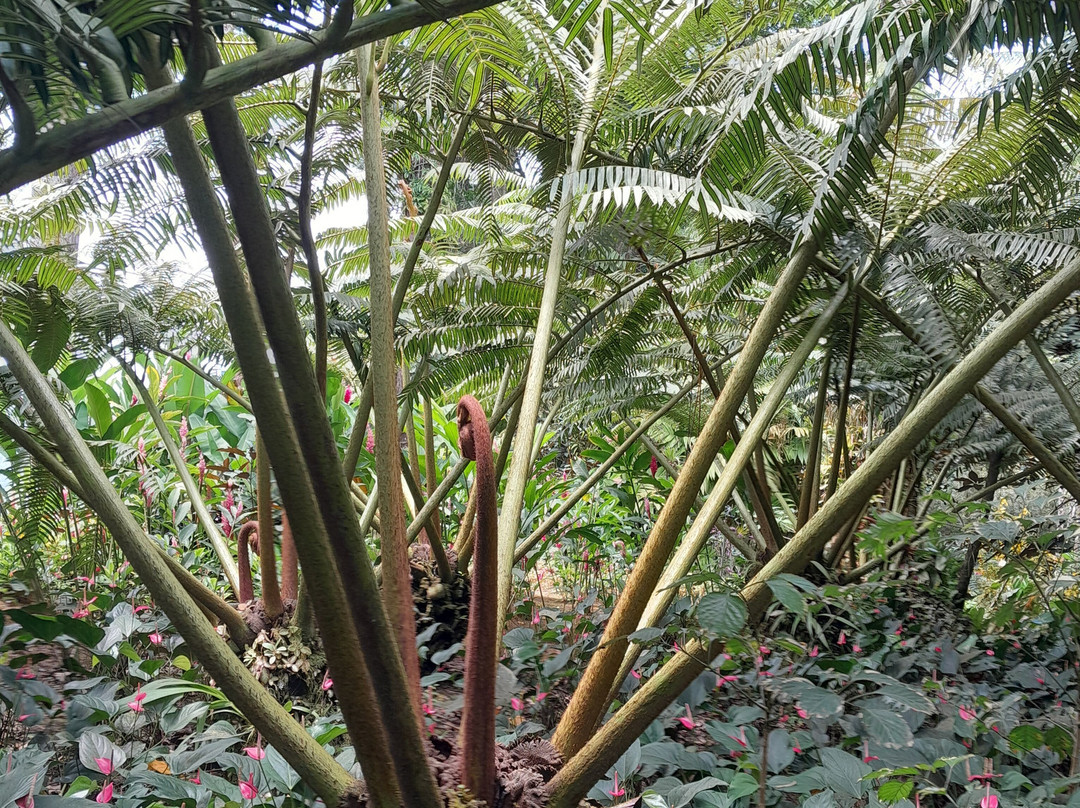 Jardin de Balata-法兰西堡必去景点