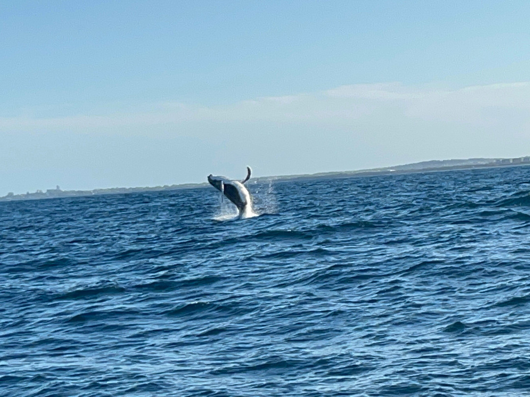 Whales Sunshine Coast-Buddina必去景点