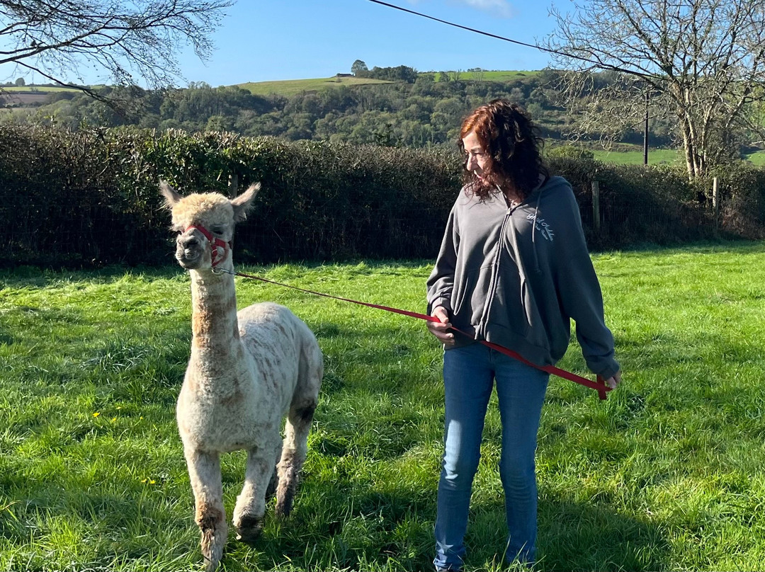 Popham Farm Alpaca Trekking-索尔塔什必去景点