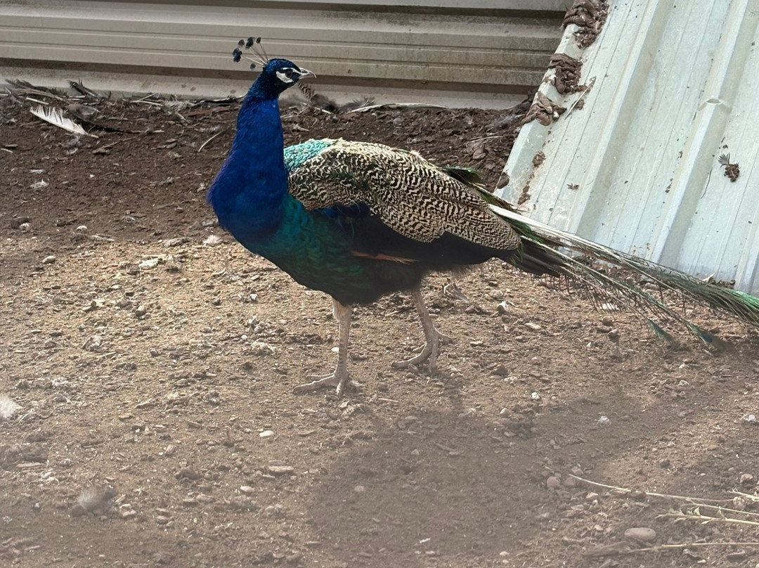 Peacocks Uk-Kempsey必去景点