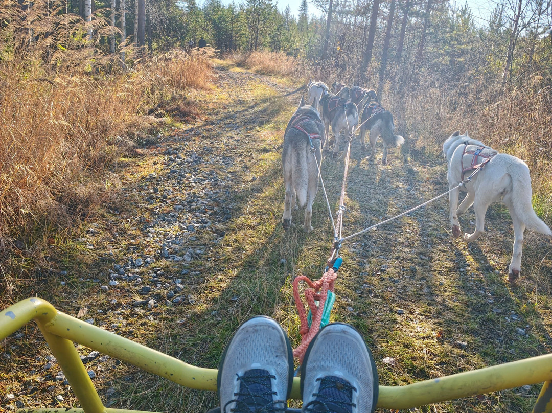 Arctic Borealis Huskies-Ranua必去景点