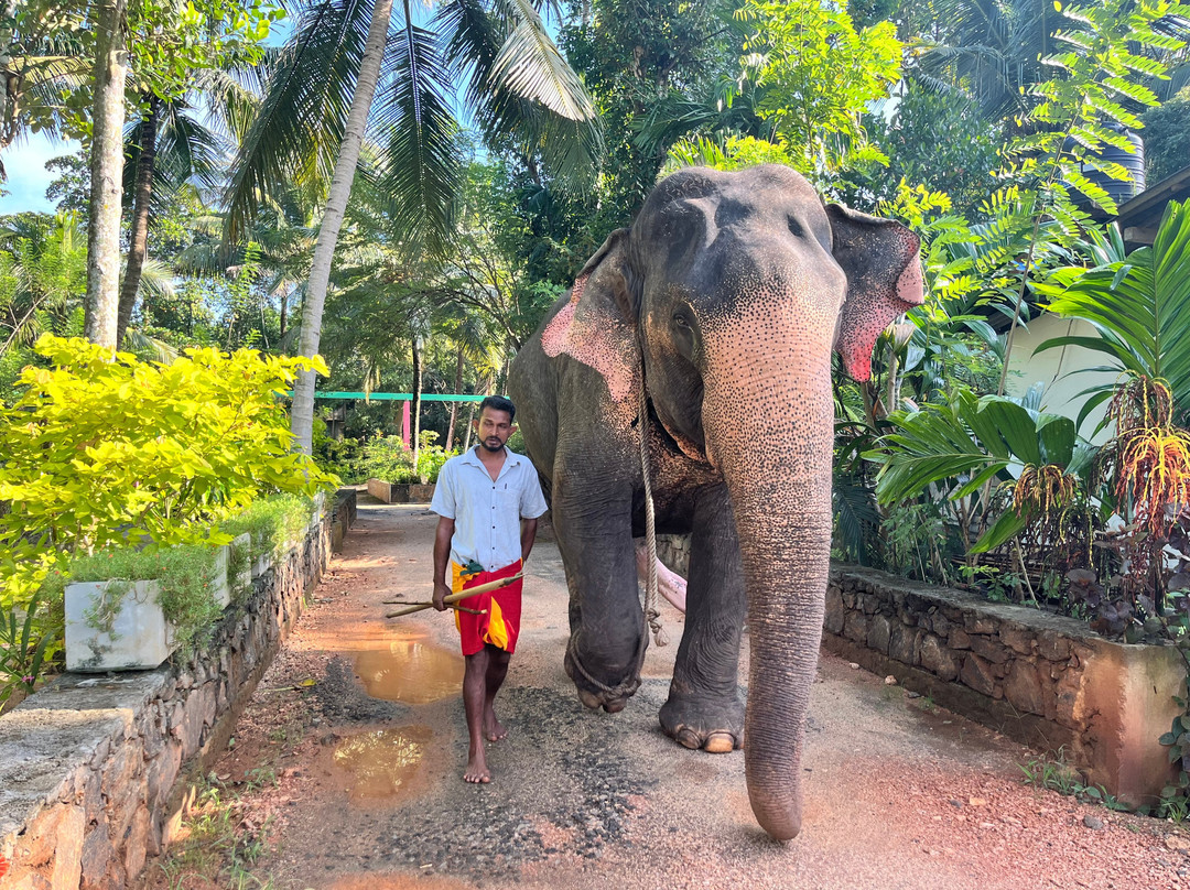 Maharaja Elephants Save Project