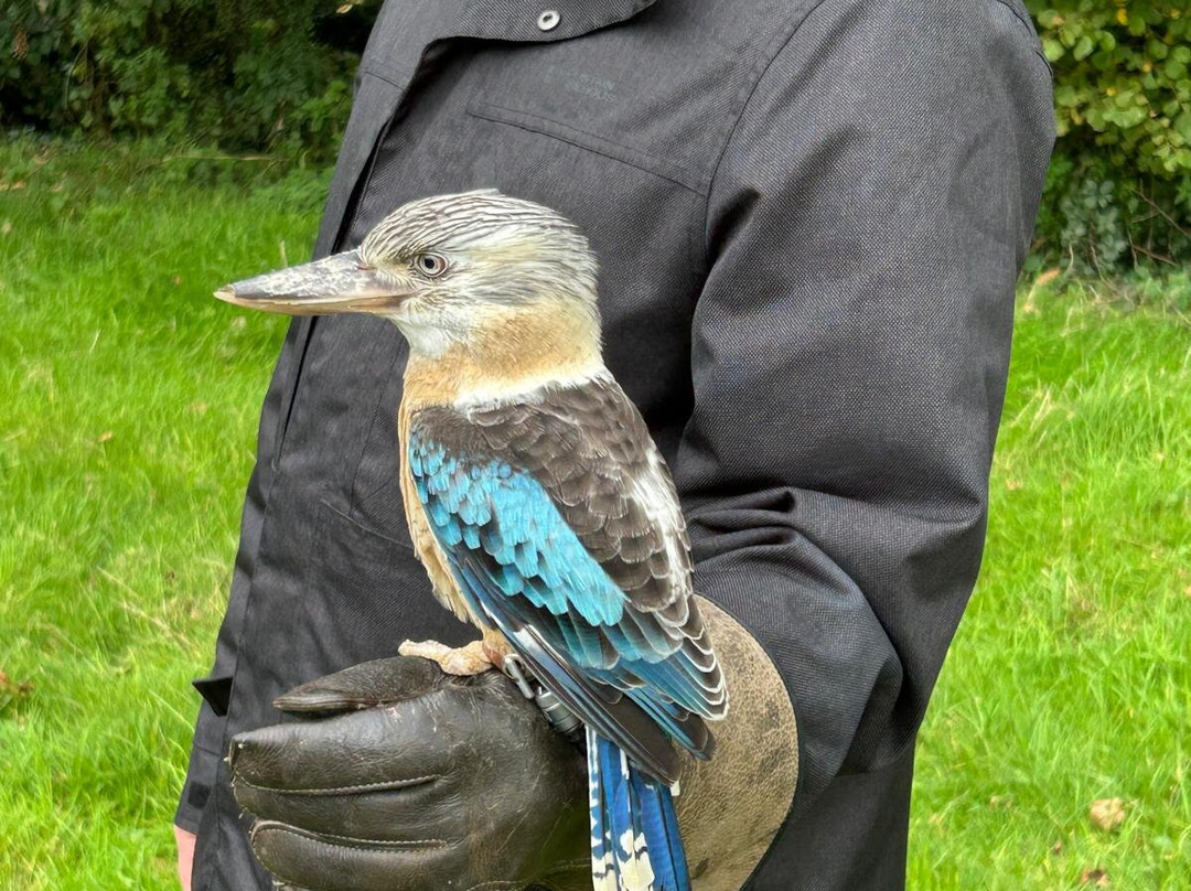 The British Bird of Prey Centre-喀麦登必去景点