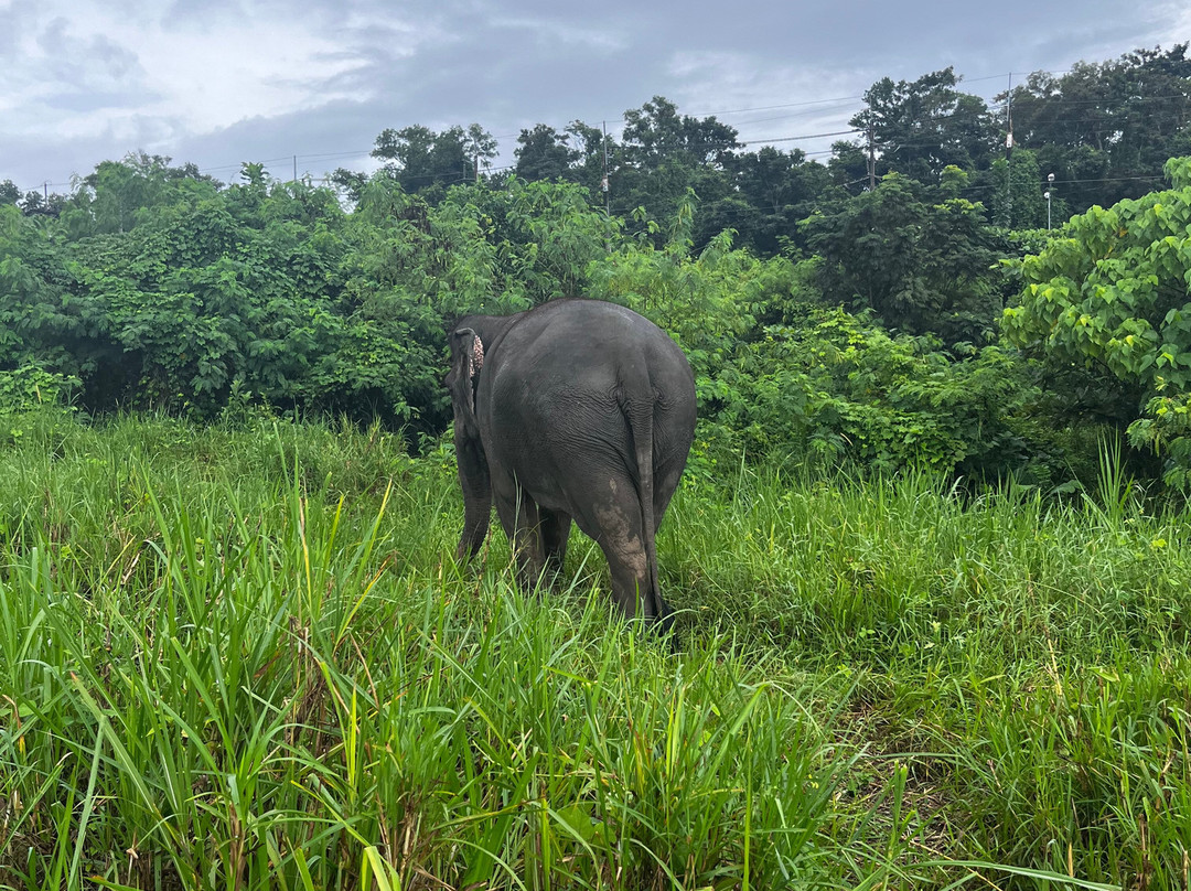 The Lake Phuket Elephant Home-Thep Krasatti必去景点